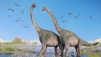 Long Neck Dinosaurs