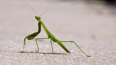 Praying Mantis