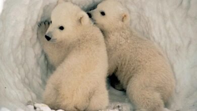 Baby Polar Bear