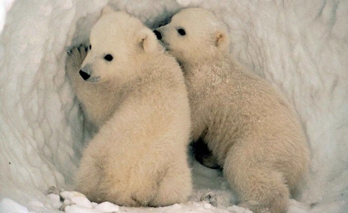 Baby Polar Bear