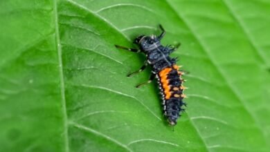 Ladybug Larvae