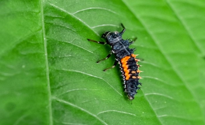 Ladybug Larvae